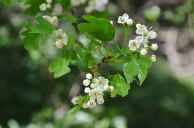 Close-up of white flowering plant