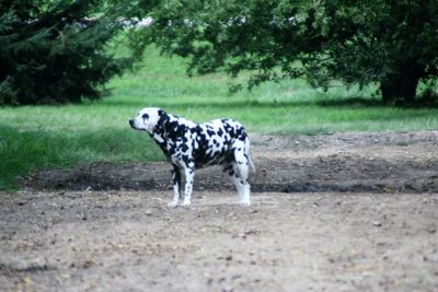 Dog standing on field