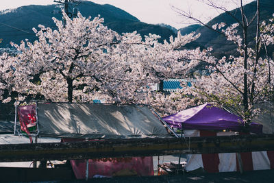 Cherry blossoms in spring