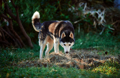 Dog looking away on field