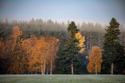 Trees in forest during autumn