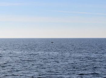 sea