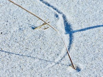 High angle view of lizard on sand