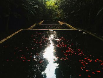 High angle view of swimming pool by trees