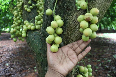 Close-up of hand holding fruits