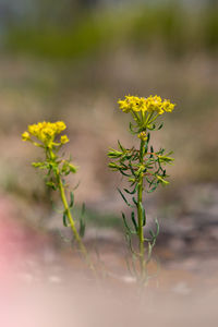 Close-up of red flowering plant