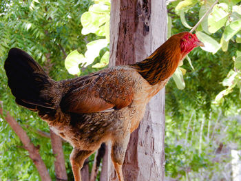 Close-up of rooster perching on tree trunk