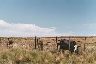 Abandoned truck on field against sky