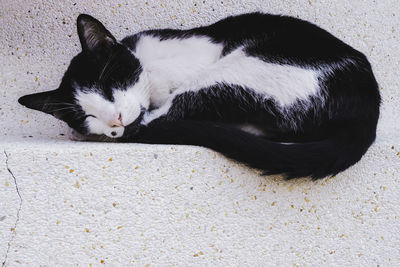 Cat sleeping on wall