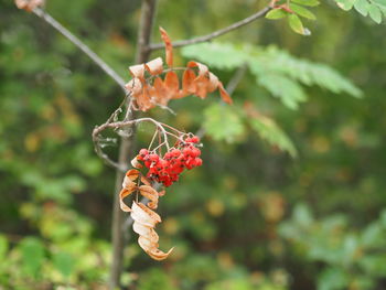 Close-up of red berries on plant