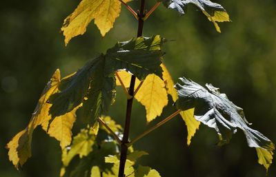 Close-up of yellow leaves on plant during autumn