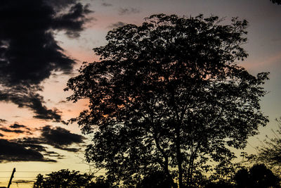 Low angle view of silhouette trees against sky