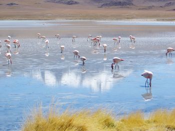 Birds in lake