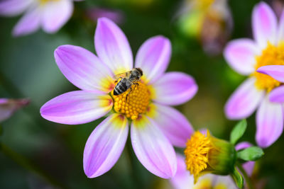 Close-up of bee pollinating on purple flower