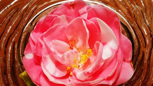 Close-up of pink rose