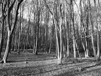 Bare trees in forest