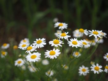 Close-up of daisy flowers on field