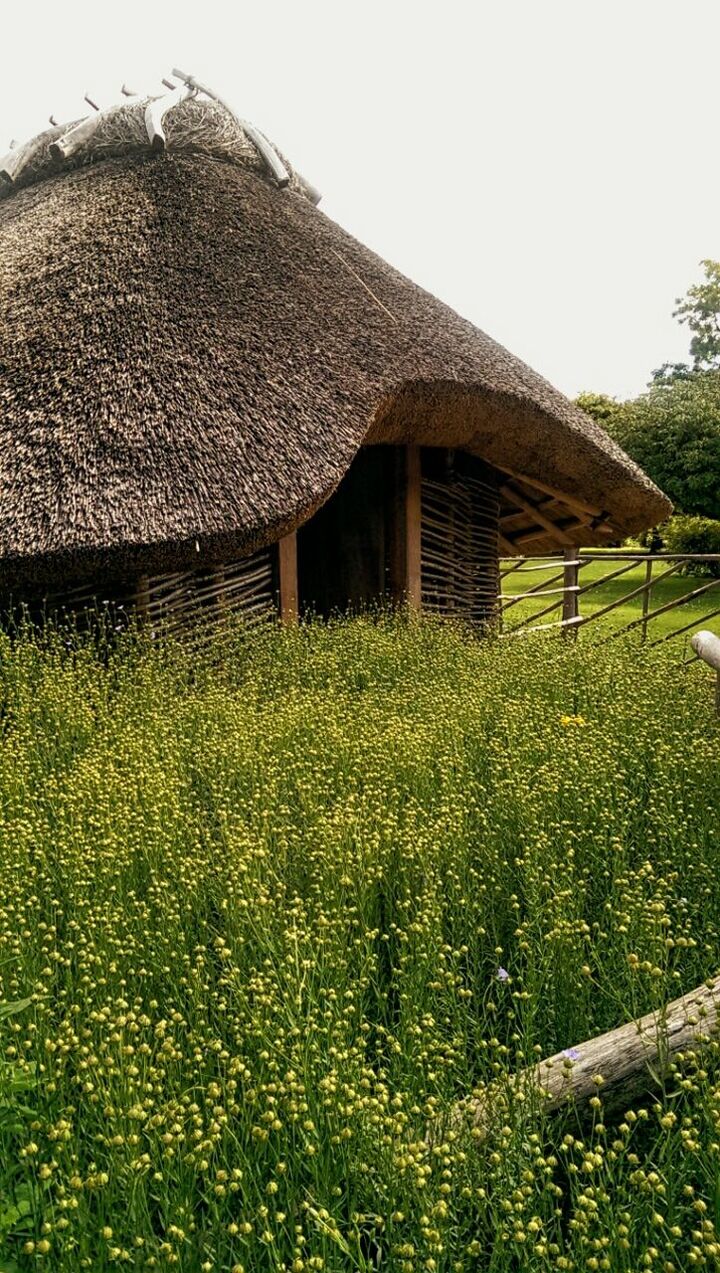 grass, built structure, house, building exterior, field, architecture, growth, clear sky, rural scene, plant, agriculture, nature, grassy, farm, landscape, green color, day, beauty in nature, sky, tranquility