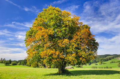 Trees on field against sky