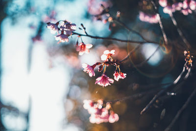 Close-up of pink cherry blossom