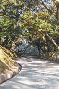 Surface level of empty road along trees