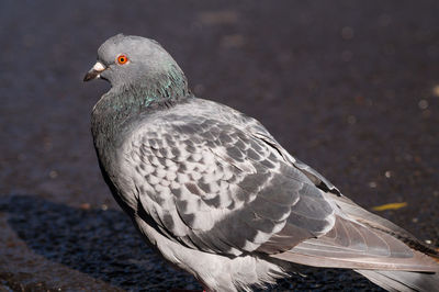 Close-up of pigeon perching on road