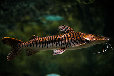 Close-up of catfish