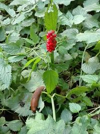 High angle view of red berries growing on plant