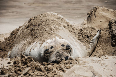 Close-up of elephant seal