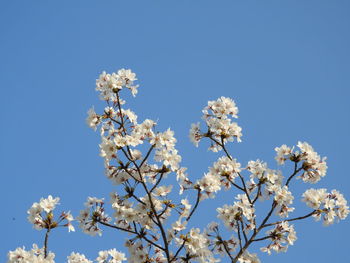 Low angle view of apple blossoms in spring against clear sky
