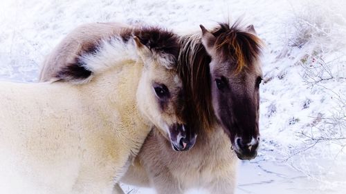 Close-up of konik on snow covered field