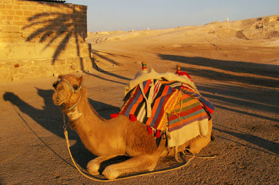 Horse cart in a desert