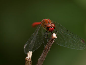 Close-up of insect on leaf