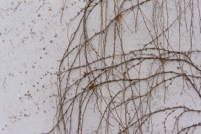 Full frame shot of bare tree against wall