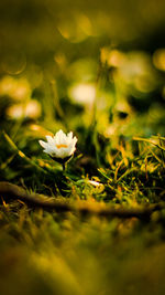 Close-up of white flowering plant on field