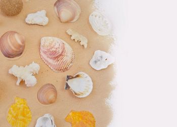 High angle view of shells on table