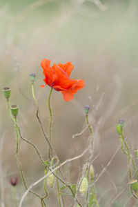 Close-up of orange poppy on plant