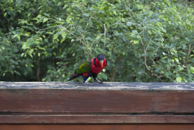 View of bird perching on wood