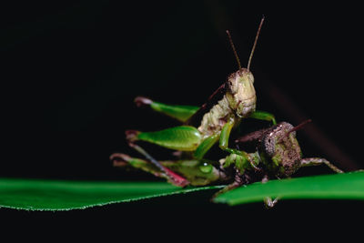 Close-up of insect on plant