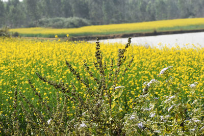 Scenic view of oilseed rape field