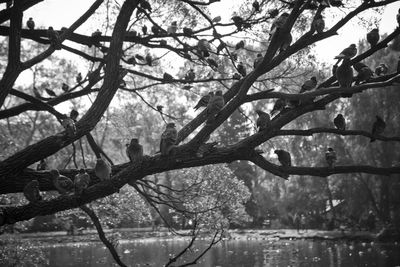 Reflection of trees in water