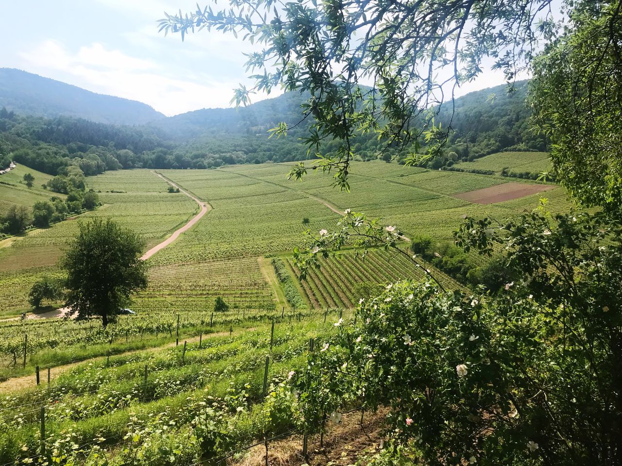 tree, scenics - nature, agriculture, plant, landscape, growth, tranquil scene, rural scene, field, beauty in nature, land, environment, green color, farm, tranquility, mountain, nature, day, crop, no people, plantation, outdoors, winemaking