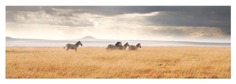 Zebras walking on field against cloudy sky