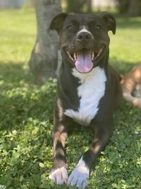 Portrait of dog on field