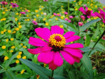 Close-up of gerbera daisy blooming in park