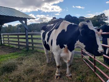 Cows standing in a field