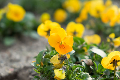 Close-up of yellow flowering plant