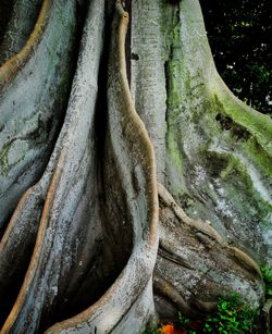 Close-up of tree trunk