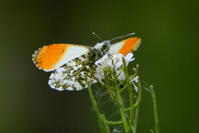 Close-up of butterfly pollinating on flower