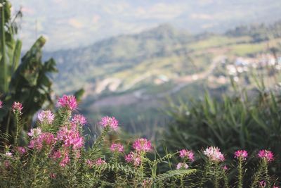 Close-up of pink flowering plants on field